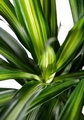 RIKKI PLANT